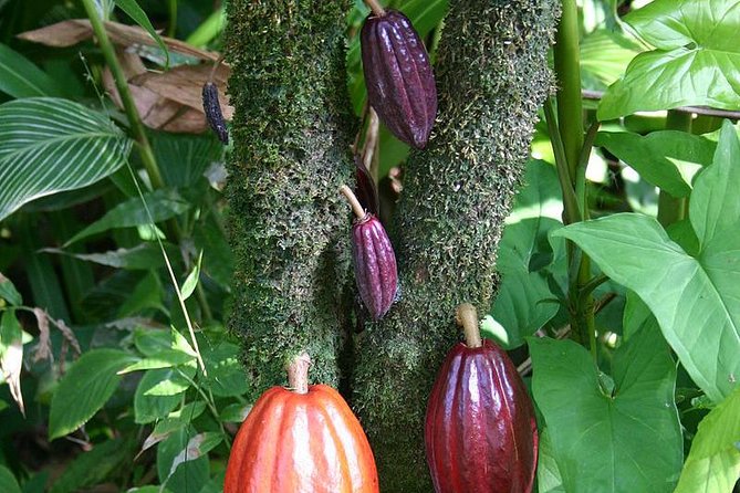 Waterfall, Rainforest, Chocolate Tour & Historical Sites - Is $147.99 per person good value?