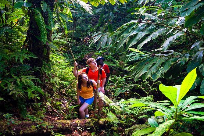 Waterfall, Rainforest, Chocolate Tour & Historical Sites - The old tunnel and stories of Moʻo