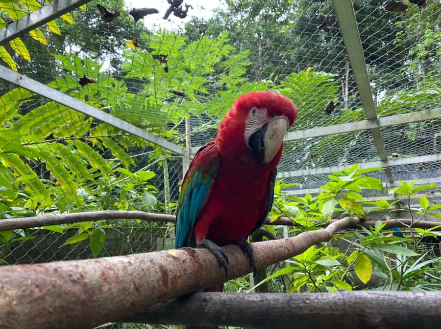 Waterfalls, Animal Reserve and Chocolate: Mango Passage - Three waterfalls in the jungle