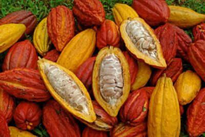 Waterfalls, Animal Reserve and Chocolate: Mango Passage