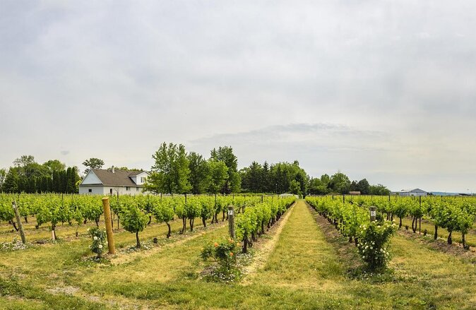 Wine, Cheese, Chocolate 6 Hour Tasting Tour with Lunch - Key points before you book