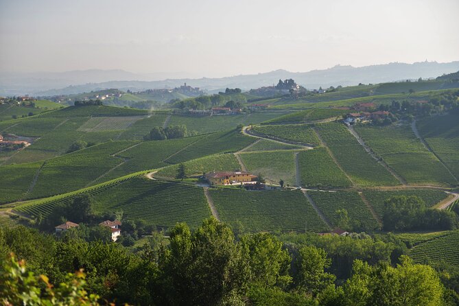 Wine & Chocolate Tour and Tasting in Alba area - Tasting in the old Barolo cellar