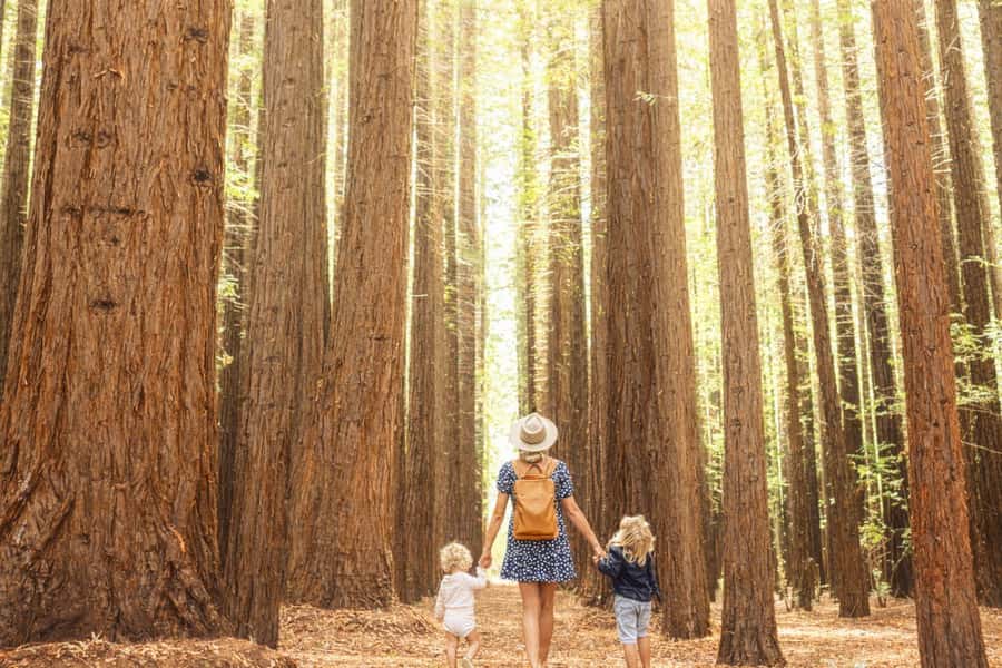 Yarra Valley | Redwoods, Wildlife, Wine, Chocolate - Key things to know before you book