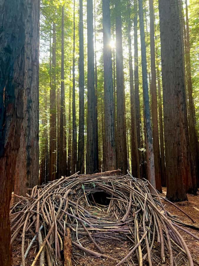 Yarra Valley | Redwoods, Wildlife, Wine, Chocolate - From Queen Victoria Market into the Yarra Valley