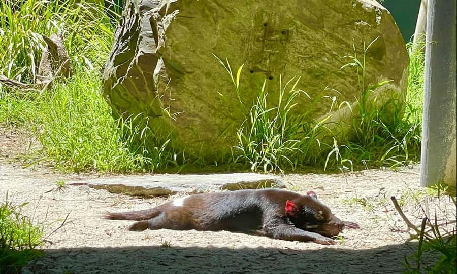Yarra Valley | Redwoods, Wildlife, Wine, Chocolate - Healesville Sanctuary, the day’s main stop