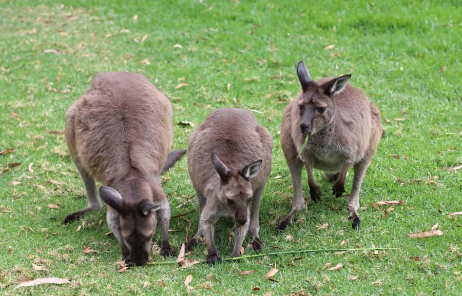 Yarra Valley | Redwoods, Wildlife, Wine, Chocolate - Practical preparation for the nine-hour outing