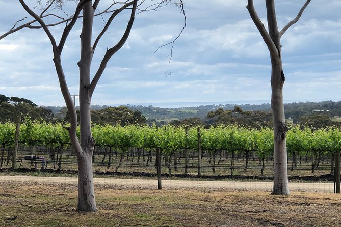 Yarra Valley Wine Tour inc lunch with a glass of wine, tastings and chocolate - Helen’s Hill Estate brings a rustic first stop