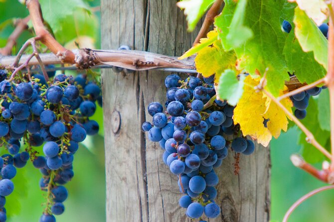 Yarra Valley Wine Tour inc lunch with a glass of wine, tastings and chocolate - What the price includes, and where the value sits
