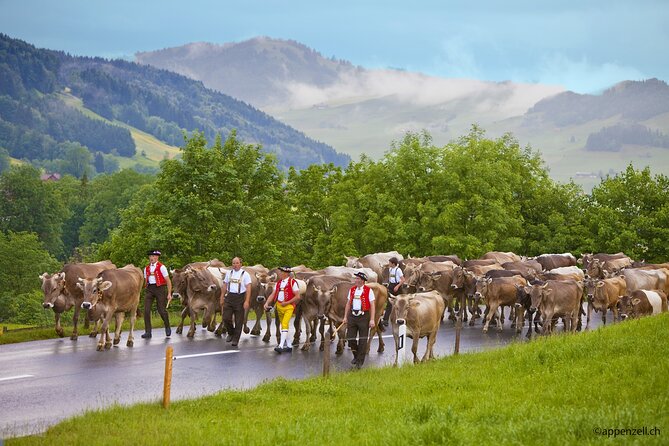 Zurich Open Top Bus, Chocolate and Cheese Factory Tour Appenzell - How much value do you get for $125.66?
