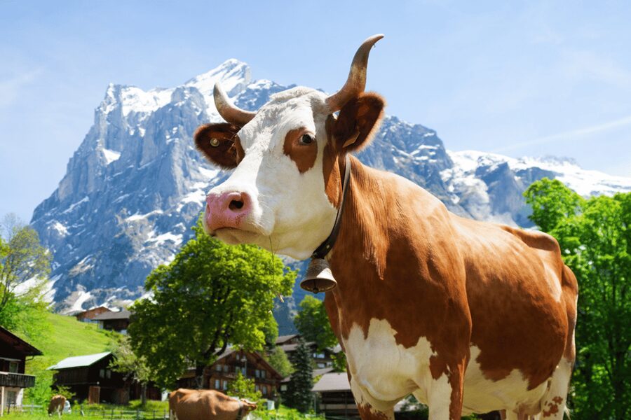 Zurich: Rhine Falls, Chocolate & Cheese Factory Day Trip - What this Zurich day trip really covers